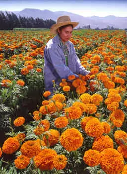 Бархатцы африканские Ксочи