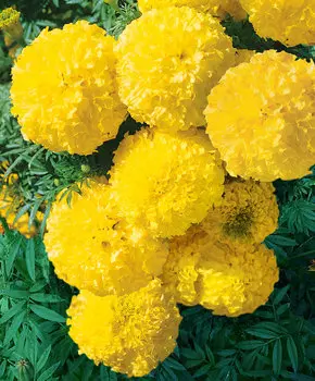 Бархатцы африканские Золотой век