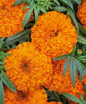 Бархатцы французские Дискавери Оранжевый