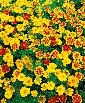 Бархатцы французские Фаворит Яркий набор