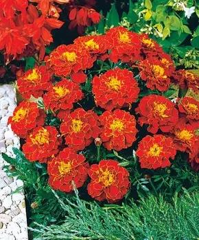 Бархатцы французские Красная парча