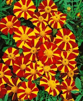 Бархатцы французские Курт Джестер