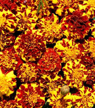 Бархатцы французские Мистер Маджестик махровый