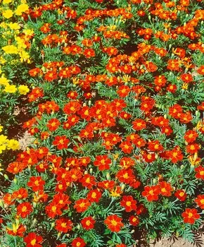 Бархатцы тонколистные Красный джем