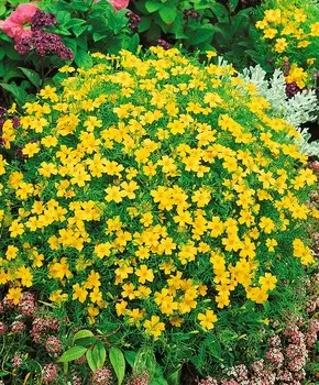 Бархатцы тонколистные Лемон джем