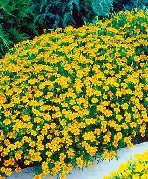 Бархатцы тонколистные Лулу