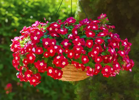 Барвинок Бургунди Хало