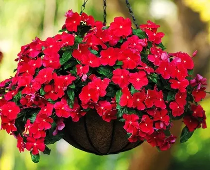 Барвинок Красная винка