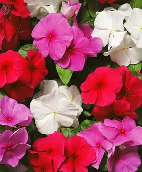 Барвинок Пацифика Мистика набор