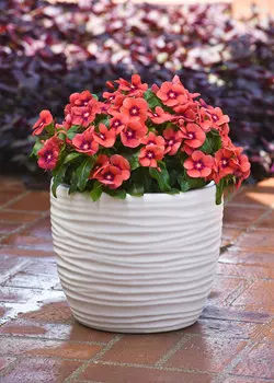 Барвинок Тату Танжерин