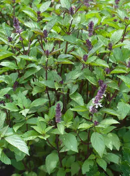 Базилик Адриатика