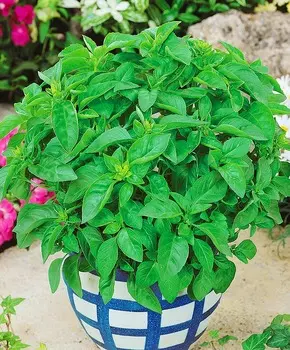 Базилик Лемона