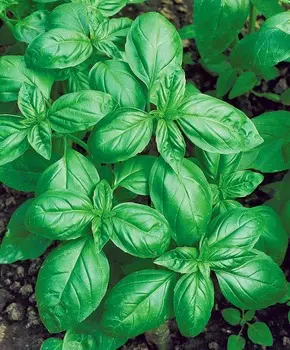 Базилик Зелёный ароматный