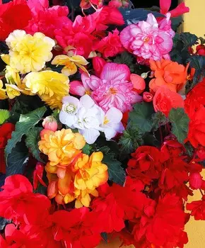 Бегония ампельная Шансон Очарование набор