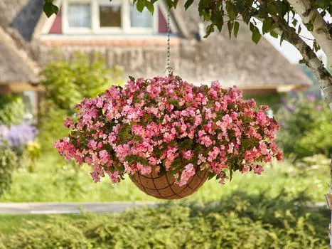 Бегония Хула Пинк