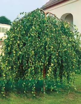 Берёза карликовая повислая