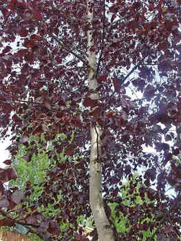 Берёза Роял фрост