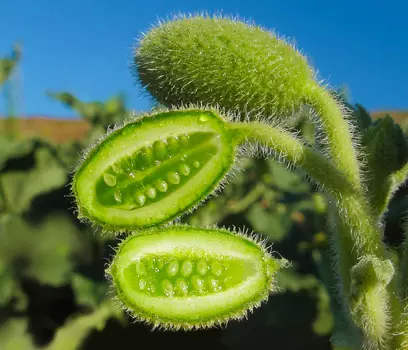 Бешеный огурец