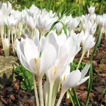 Безвременник осенний белый