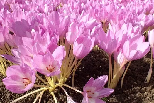 Безвременник Зэ Джаинт