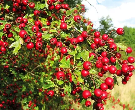 Боярышник перистонадрезанный