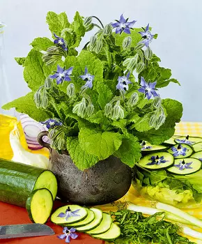 Бораго огуречная трава