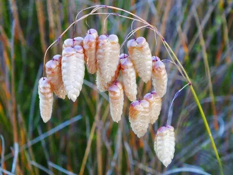 Бриза Большая