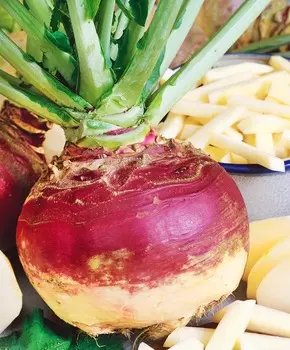 Брюква Гера