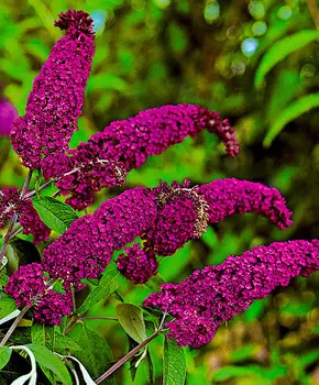 Буддлея Королевский красный