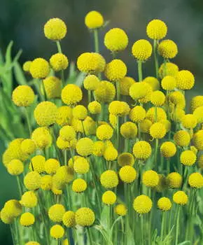 Цефалофора (земляничная трава)