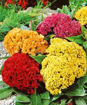 Целозия Амиго Цветной набор