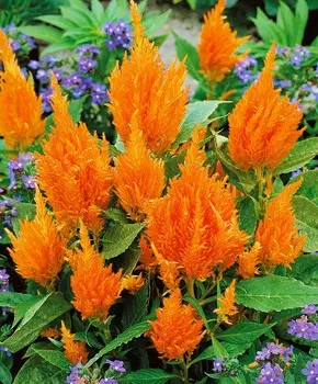 Целозия Оранжевое перо