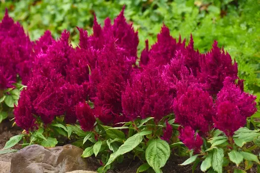 Целозия Пламя фолетовая