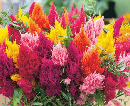 Целозия Сандэй яркий набор