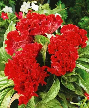 Целозия Тореадор