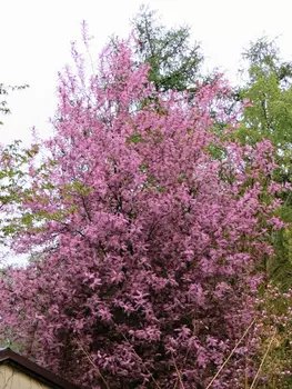 Черемуха обыкновенная Колората