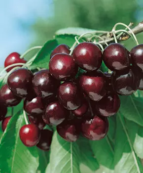 Черешня Бряночка