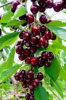 Черешня Ипуть