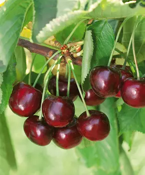 Черешня Ипуть