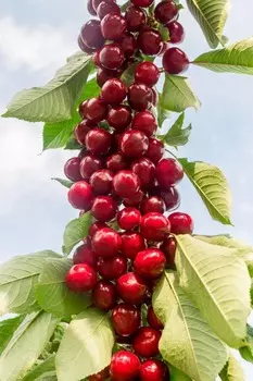 Черешня колонновидная Сильва