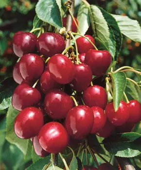 Черешня Любимица Астахова