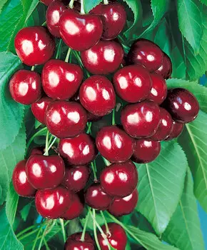 Черешня Овстуженка