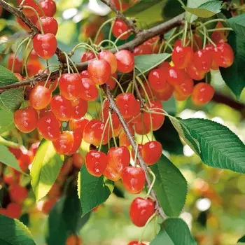 Черешня Поэзия