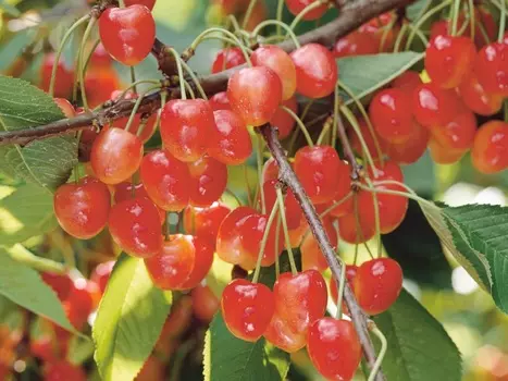 Черешня Поэзия