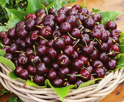 Черешня Подарок Степанову