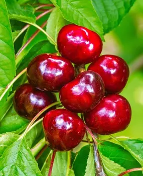 Черешня Подарок Степанову