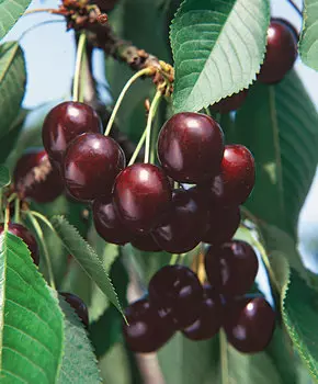 Черешня Ревна