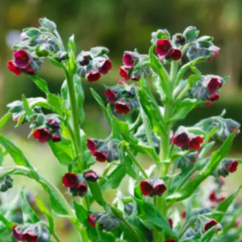 Чернокорень