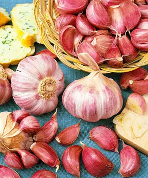 Чеснок озимый Башкирский 85