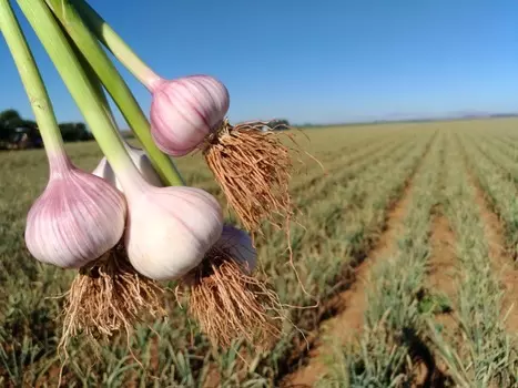 Чеснок озимый Комсомолец